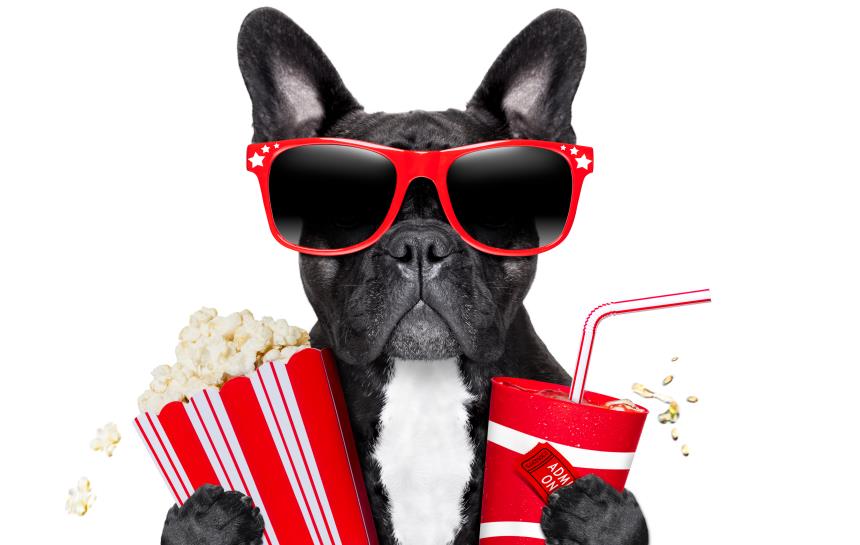 Pet love needs nutrition in winter, and the exhibition GO! Cat food leads the new trend of pet nutrition